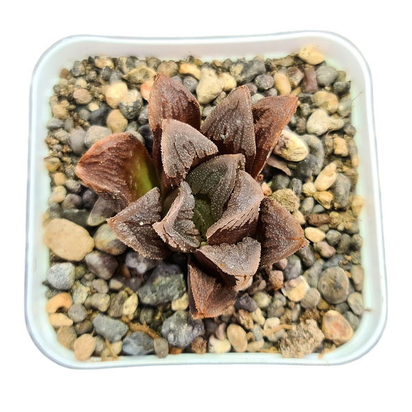 Haworthia magnifica hybrid