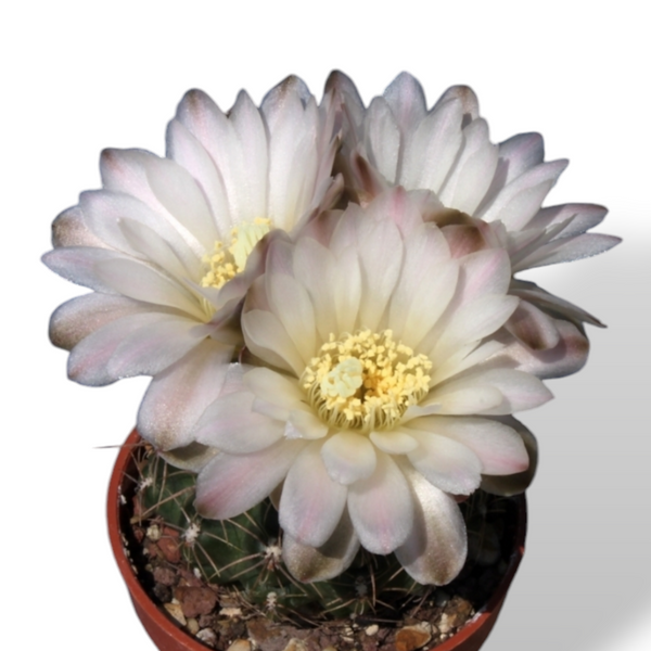 Gymnocalycium Andreae V.matznetteri