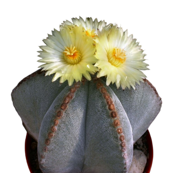 Astrophytum myriostigma pantacostum S45_cactus_plant