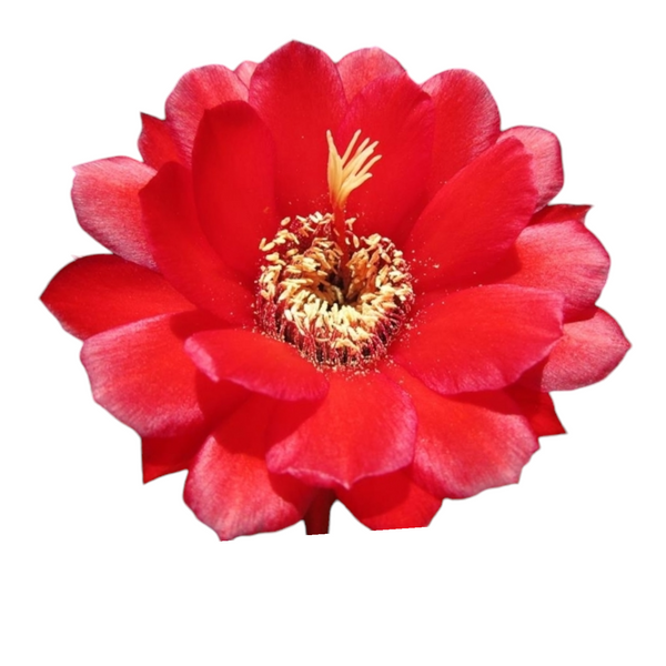 Echinopsis huascha var. grandiflora Flowering Cactus