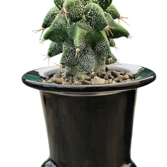 Astrobergia cv. Astrophytum sp. x Leuctenbergia