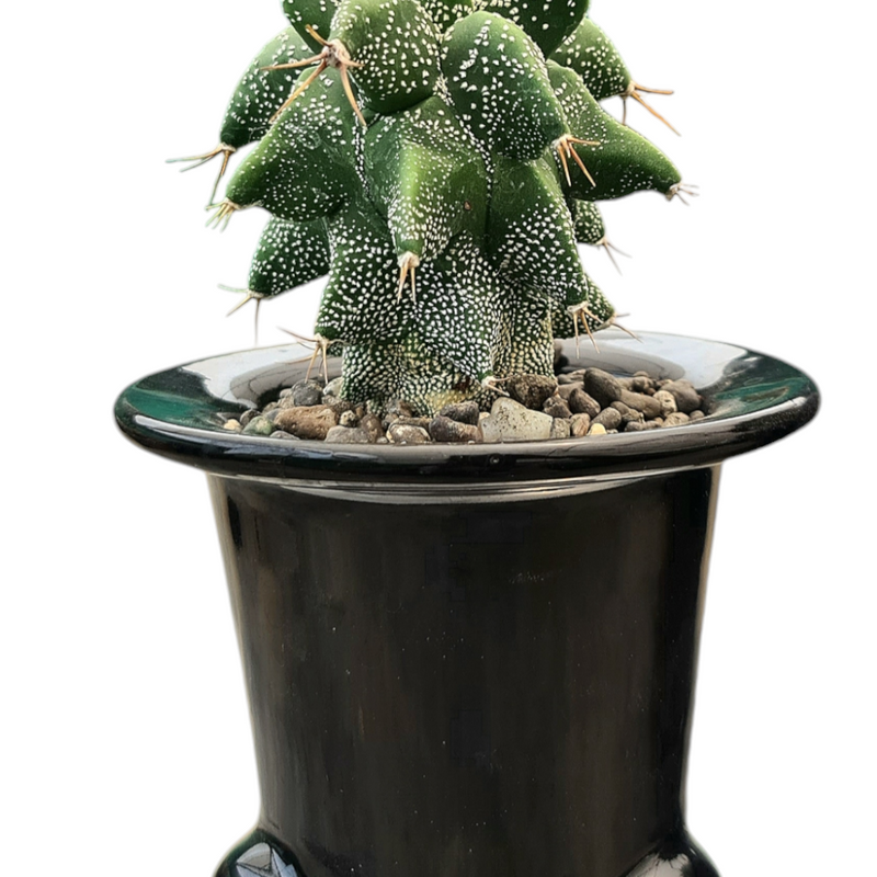 Astrobergia cv. Astrophytum sp. x Leuctenbergia