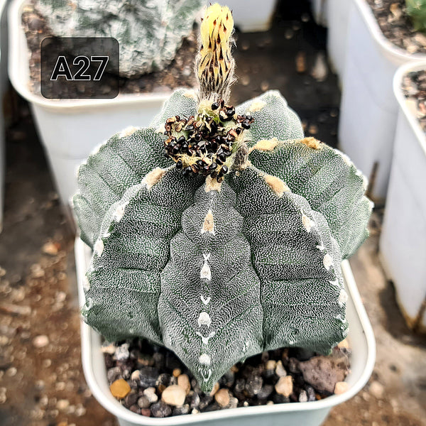 Astrophytum myriostigma Suzannami cv kkiko