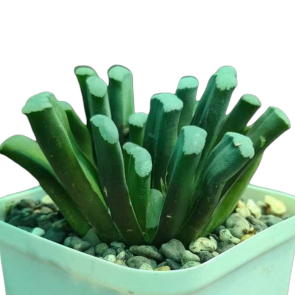 Haworthia truncata