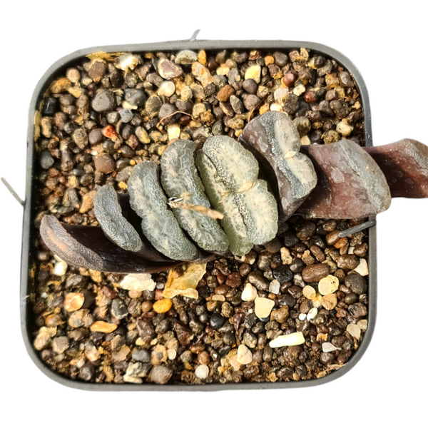 Haworthia turancata cv turancata