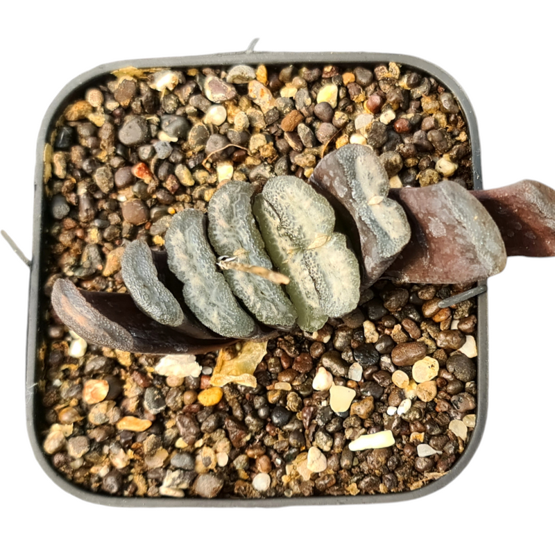 Haworthia turancata cv turancata