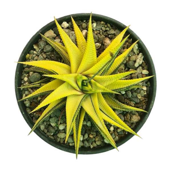 Haworthia limifolia variegated 6_INCHS_RAUND_N_POT WHITHOUT_POT_SHIPPING
