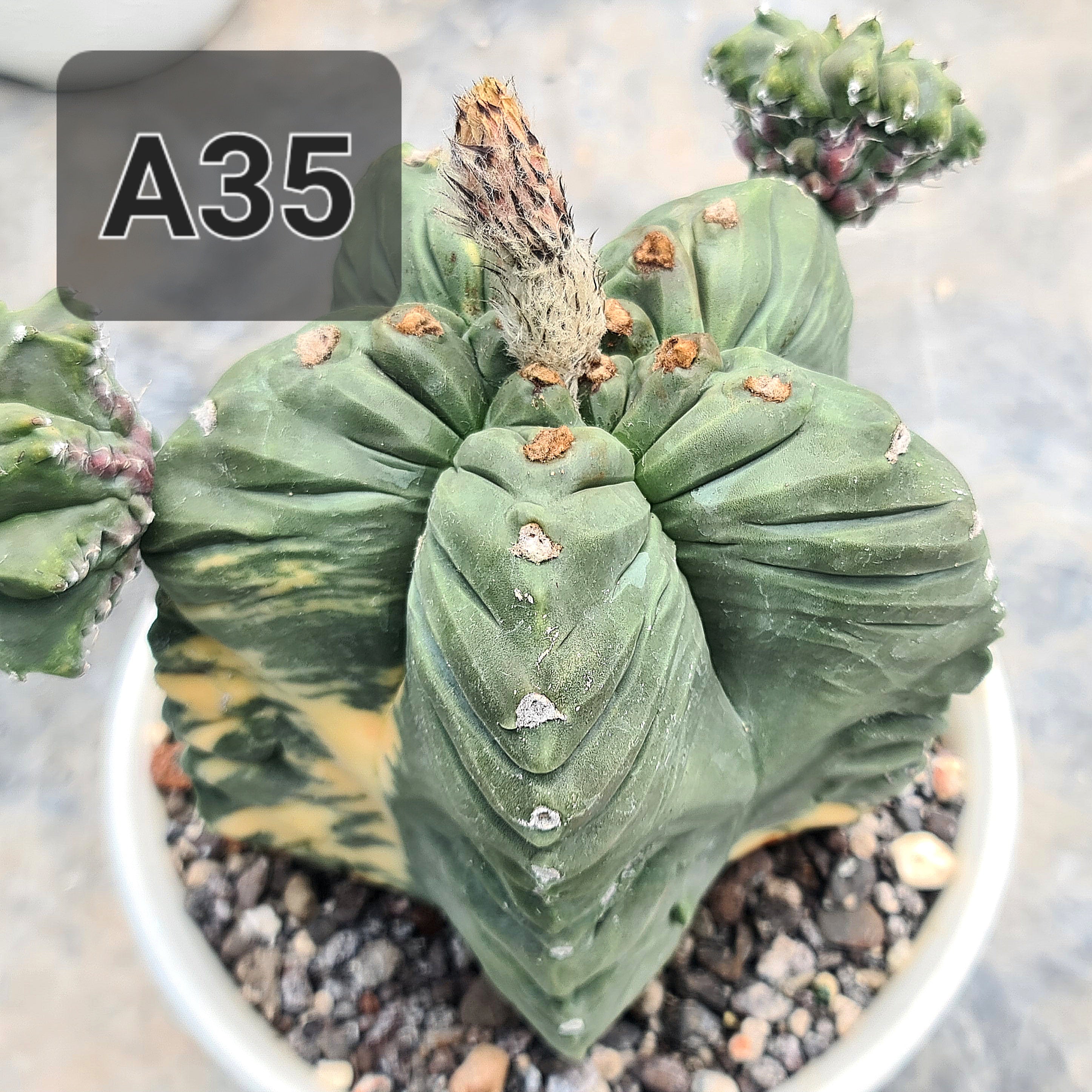Astrophytum Nudum Hercules Kikko Variegated Seeds Rare Cactus