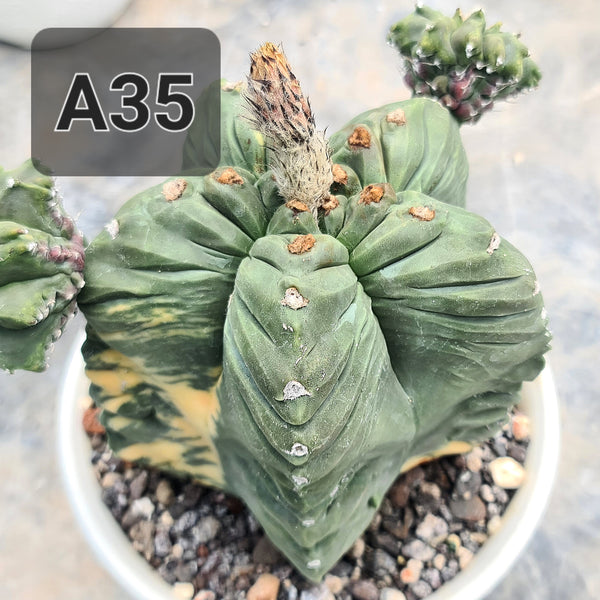Astrophytum nudam cv hercules kiko variegated seeds