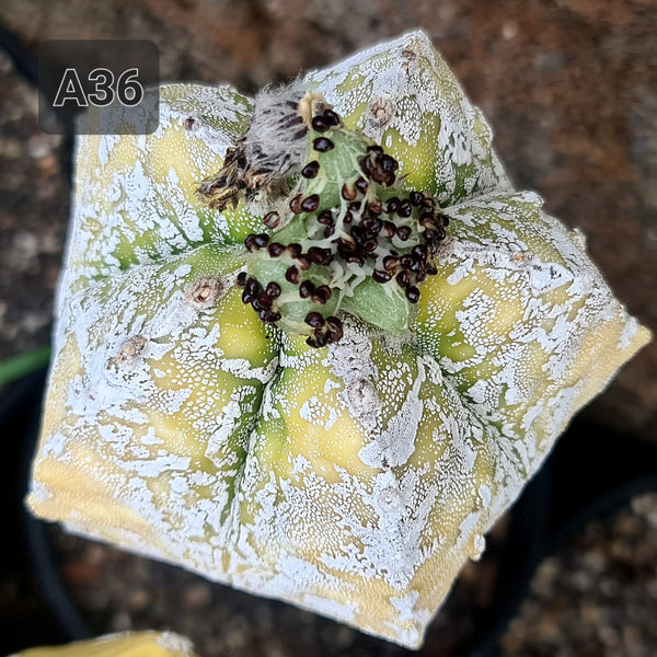 Astrophytum hankun verigated seeds