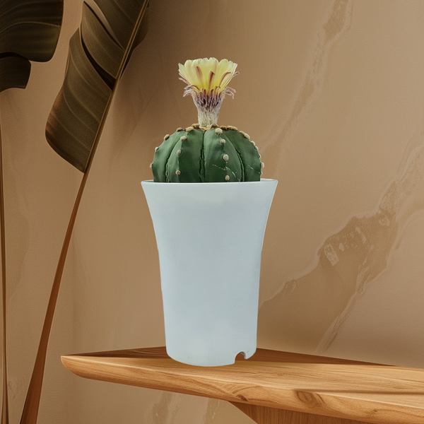 Astrophytum Asterius cv ooibo