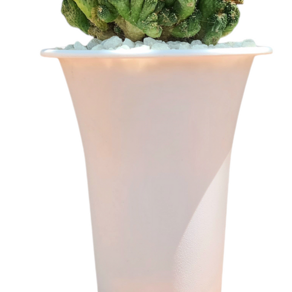Cereus Peruvianus cristata Monstruosa