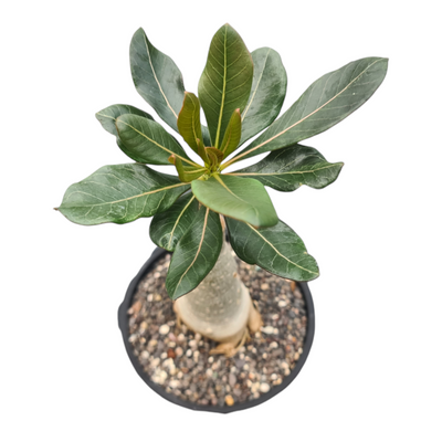 Adenium socotranum