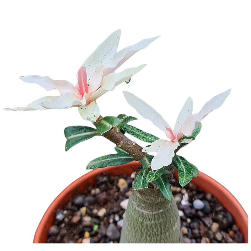 Adenium crispum variegated_SUCCULENTS