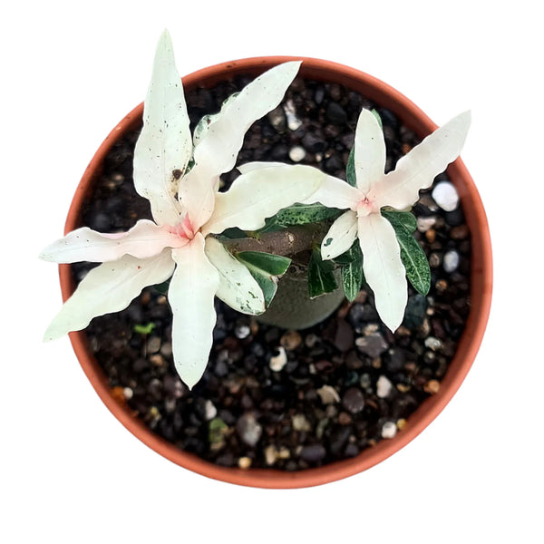 Adenium crispum variegated_SUCCULENTS