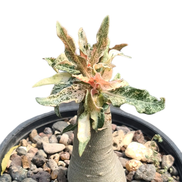 Adenium crispum variegated_SUCCULENTS