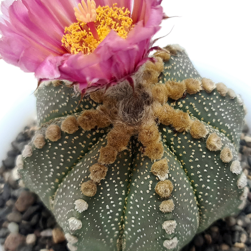 Astrophytum super kabuto cv ragonesei + akabana