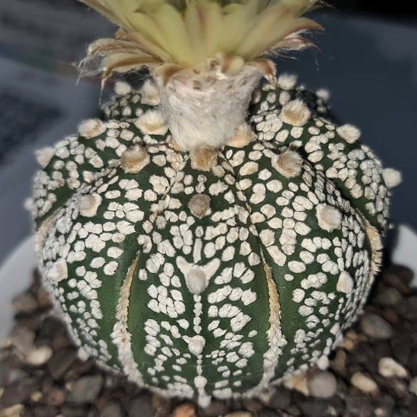 Astrophytum super kabuto cv ooibo A86
