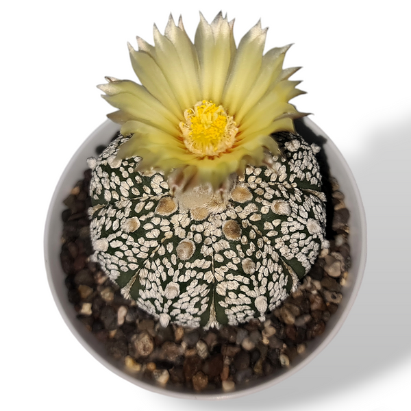 Astrophytum super kabuto cv ooibo A86