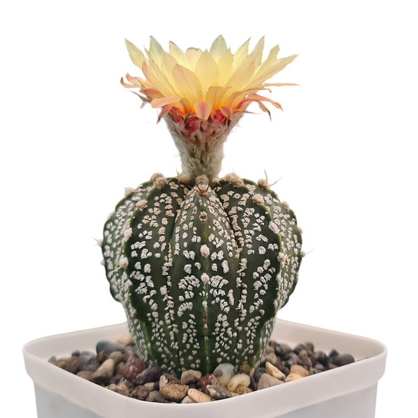 Astrophytum super kabuto cv cobra skin CK035