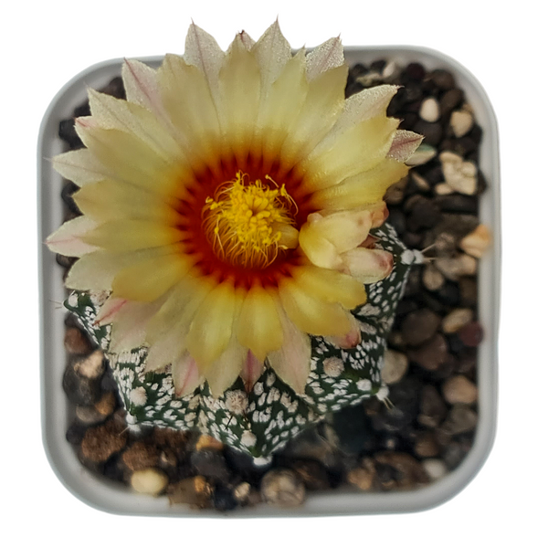 Astrophytum super kabuto cv cobra skin CK035