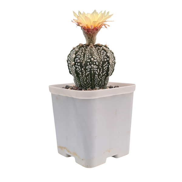 Astrophytum super kabuto cv cobra skin CK035