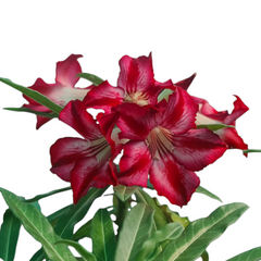 Hybrid Adenium crispum caudex plant for collectors
