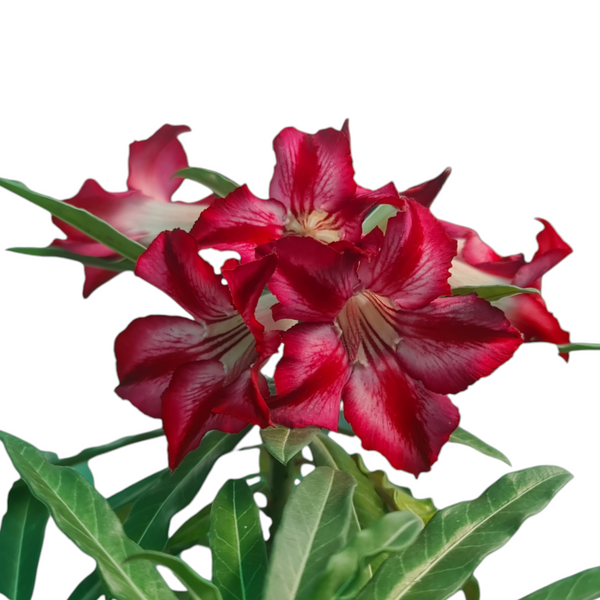 Hybrid Adenium crispum caudex plant for collectors
