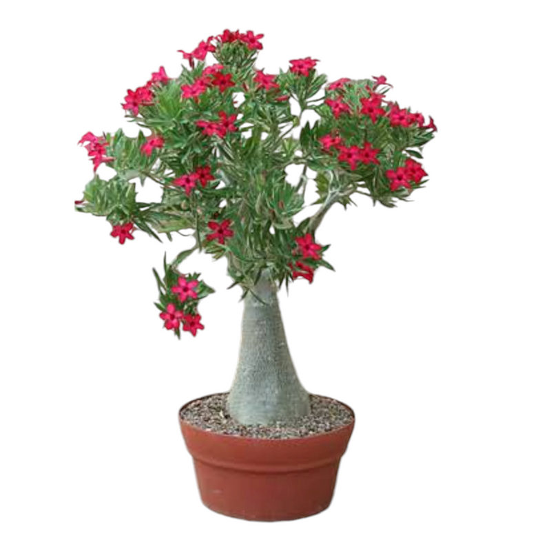 Adenium Crimson Red Star