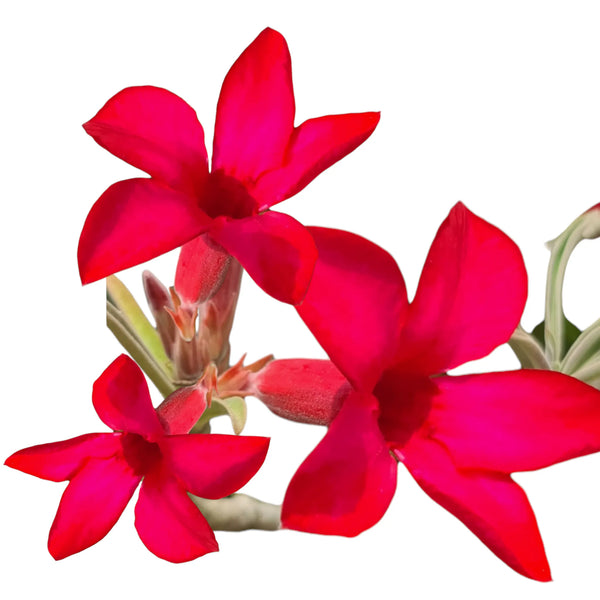 Adenium Crimson Red Star