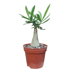 Adenium Crimson Red Star