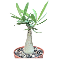 Adenium Crimson Red Star