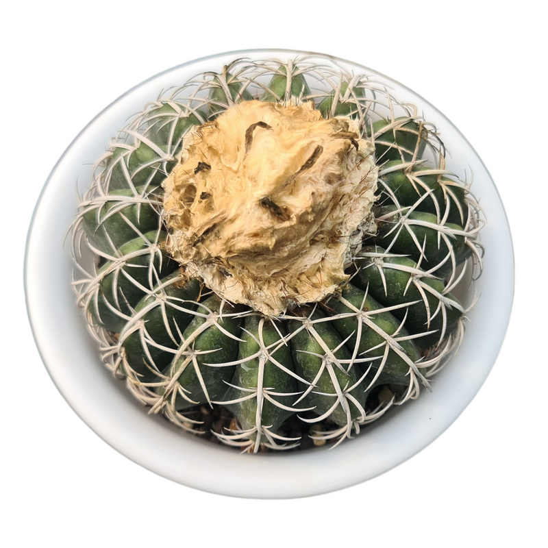 Discocactus pesidohostti  D.046