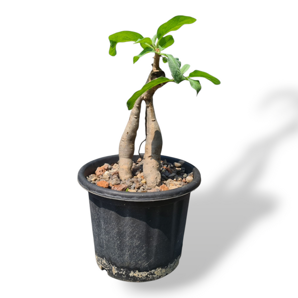 Sesamothamnus lugardii