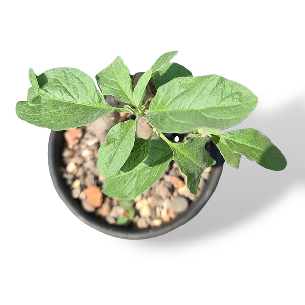 Sesamothamnus lugardii