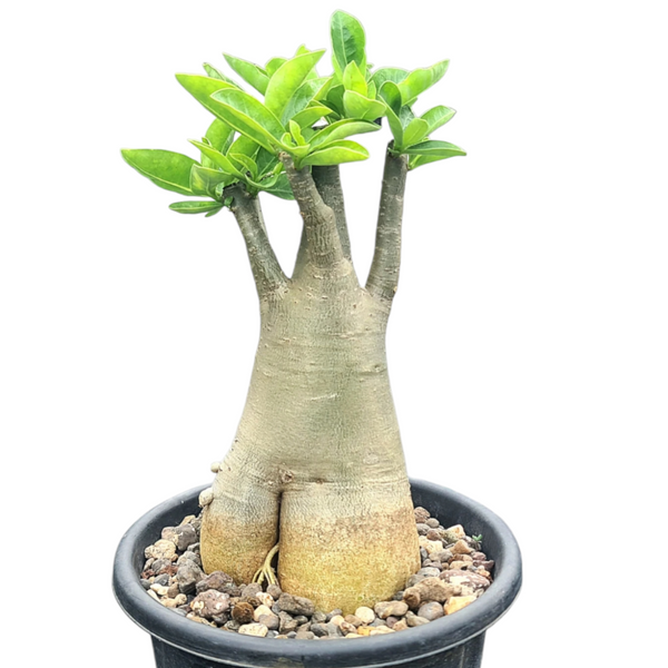 Adenium arebicum Saudi yack