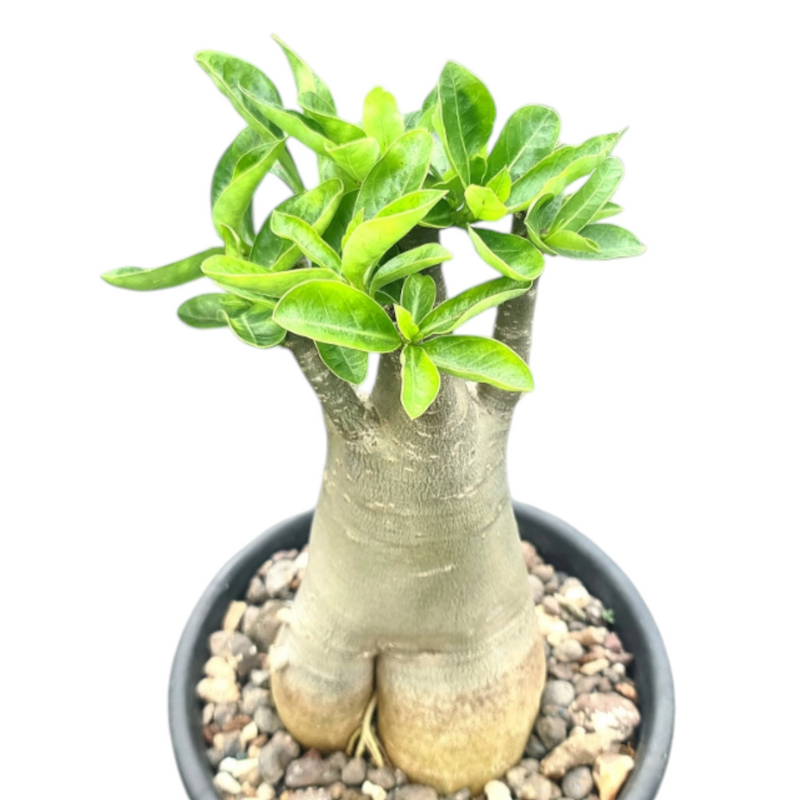 Adenium arebicum Saudi yack