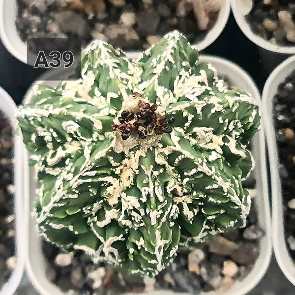 Astrophytum myriostigma cv hanakago SH466