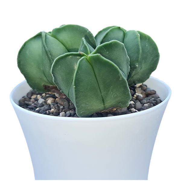 Astrophytum nudam clump