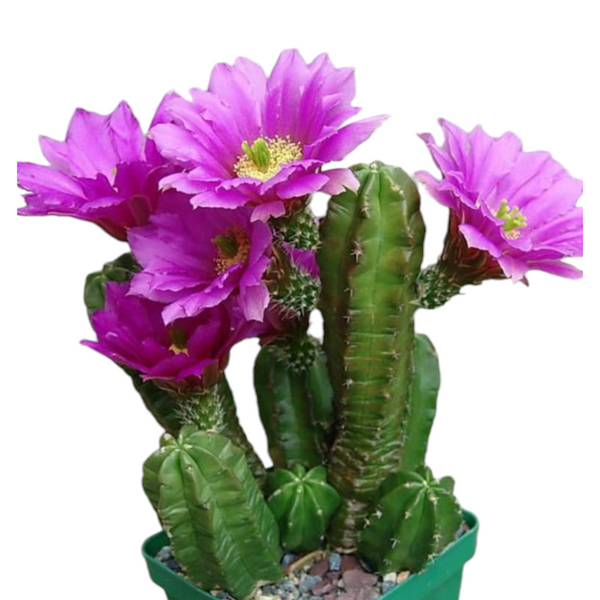 Echinocereus Viereckii subsp Morricalii Rare Collector Cactus – Samarth Cactus Nursery