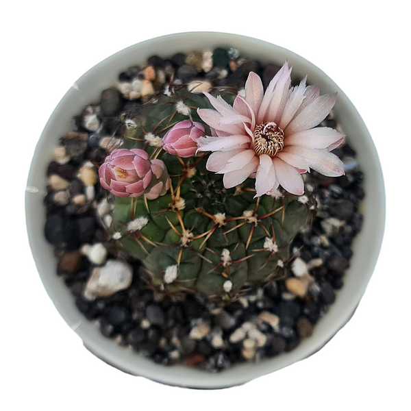 Gymnocalycium quhilianum v. piricarpum G.688 4_INCHS_RAND__N_POT WITHOUT_POT