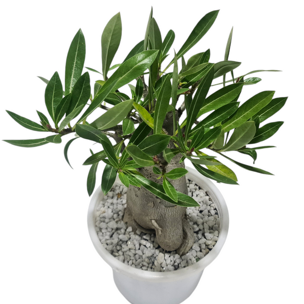 Adenium arebicum PMK