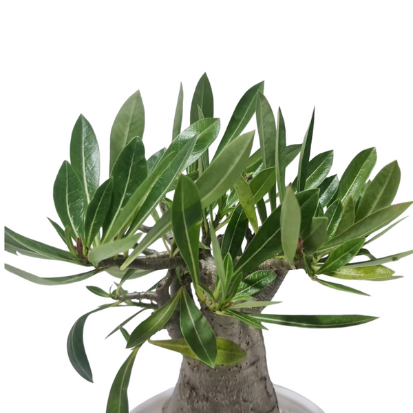 Adenium arebicum PMK