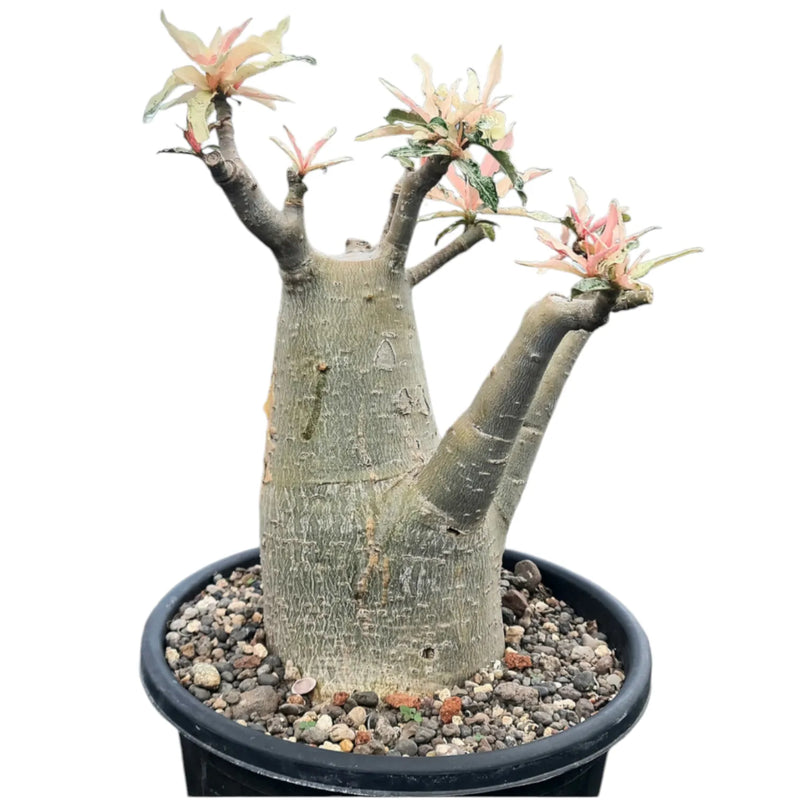 Adenium crispum verigated