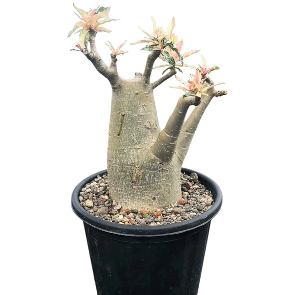 Adenium crispum verigated