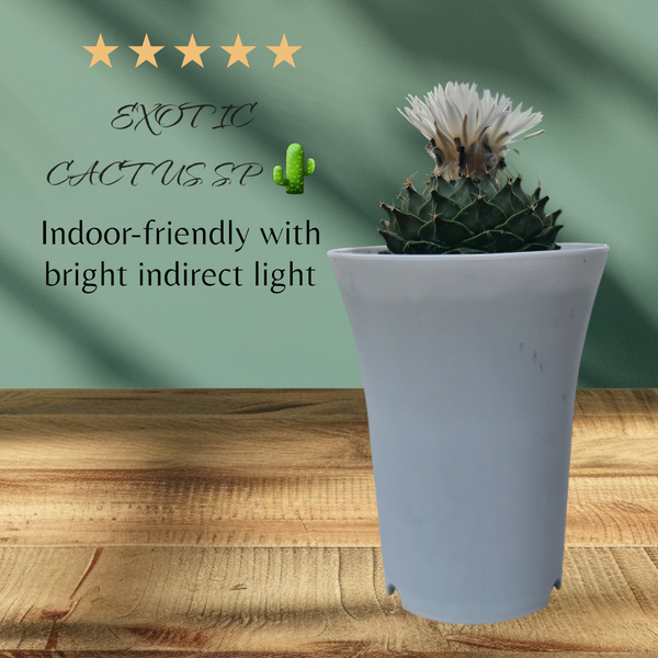 Obregonia denegrii (EXZOTIC CACTUS PLANT )