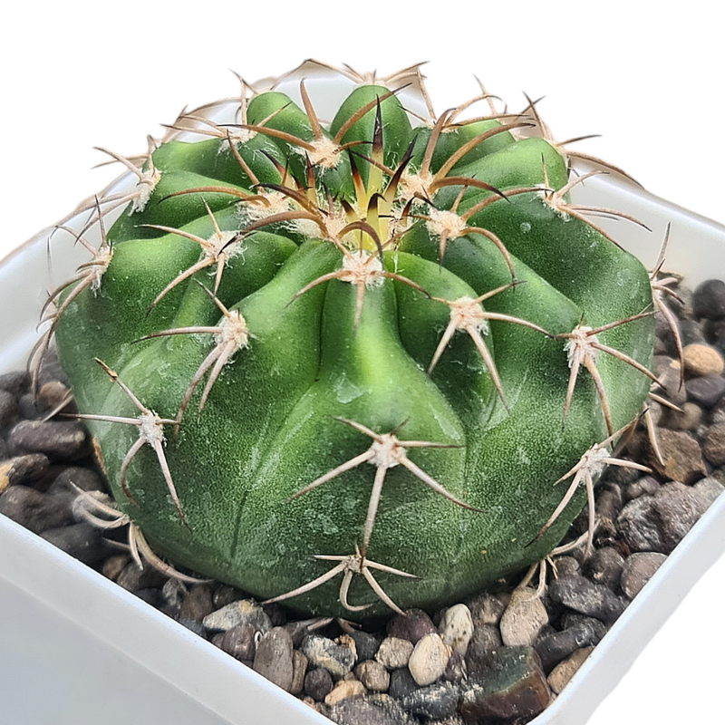 Discocactus hybrid