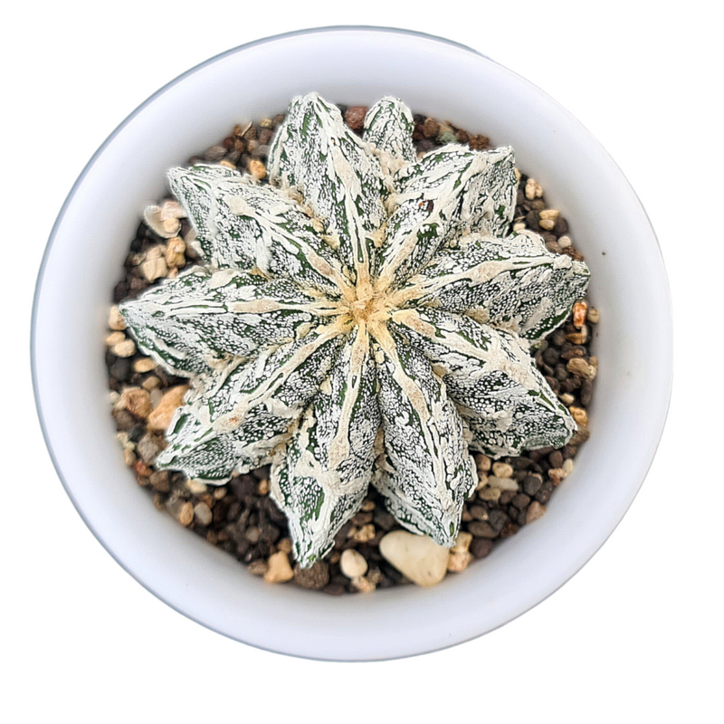 Astrophytum onzuka cv hania + dinosaur
