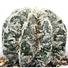 Astrophytum onzuka cv hania + dinosaur
