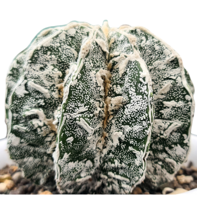 Astrophytum onzuka cv hania + dinosaur